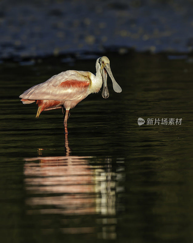 玫瑰色琵鹭，Platalea ajaja, Ajaia ajaja, Audubon Alafia银行鸟类保护区;鸟岛;希尔斯堡惨案湾;坦帕湾;佛罗里达